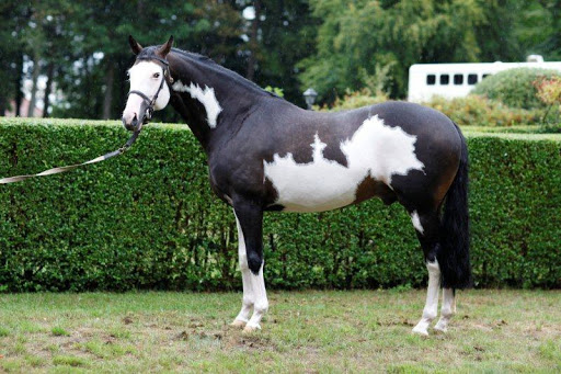 I Was Framed - Thoroughbred Skewbald Stallion